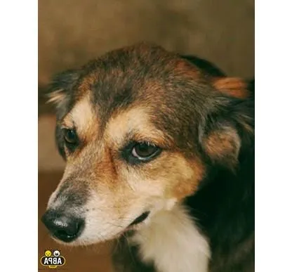 Cachorro raça SRD idade 6 ou mais anos nome Athos