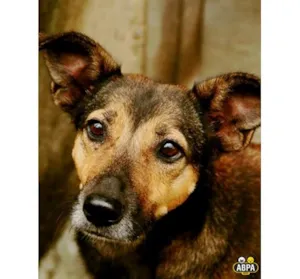 Cachorro raça SRD idade 3 anos nome Biju