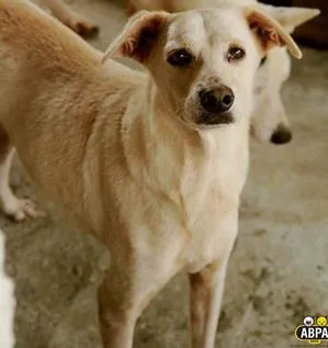 Cachorro raça SRD idade 5 anos nome Branquinho