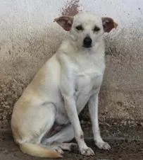 Cachorro raça SRD idade 5 anos nome Brotinho