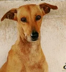 Cachorro raça SRD idade 5 anos nome Cacilda