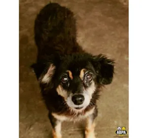 Cachorro raça SRD idade 6 ou mais anos nome Cecy