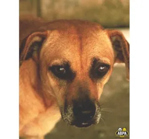 Cachorro raça SRD idade 5 anos nome Chica