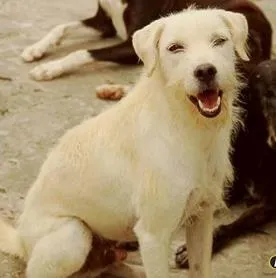 Cachorro raça SRD idade 6 ou mais anos nome Chiclete