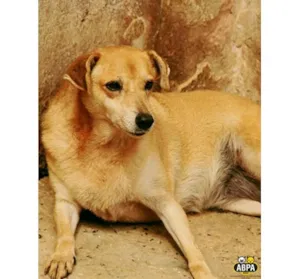 Cachorro raça SRD idade 6 ou mais anos nome Cid