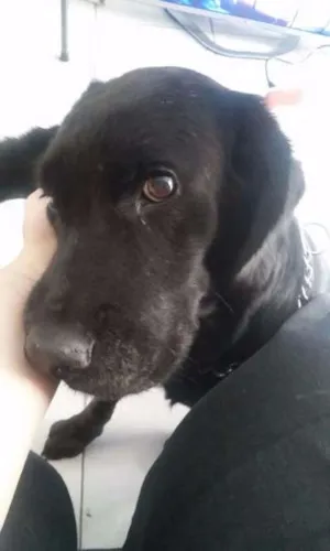 Cachorro raça SRD idade 6 ou mais anos nome Merlin