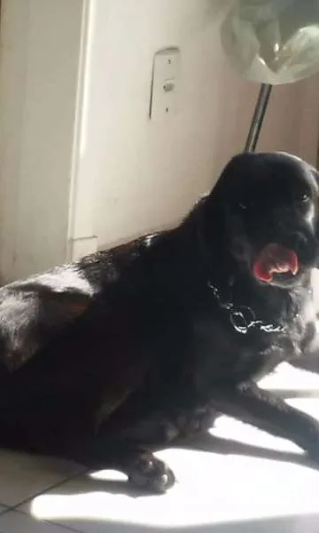 Cachorro ra a SRD idade 6 ou mais anos nome Merlin