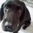 Merlin