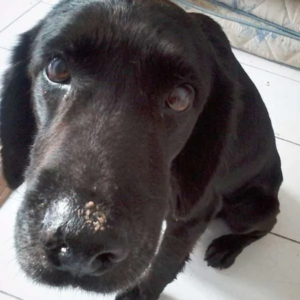 Cachorro ra a SRD idade 6 ou mais anos nome Merlin
