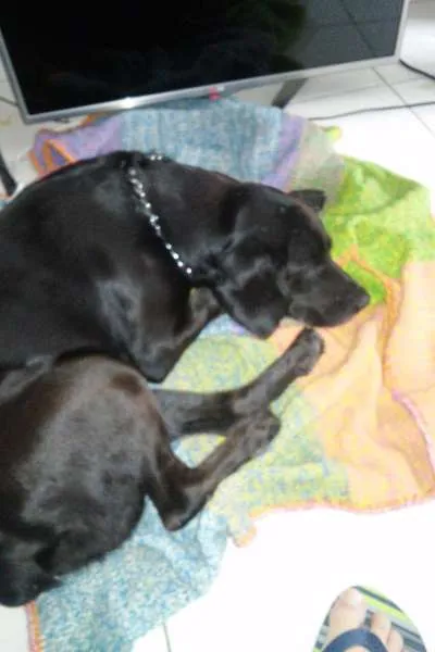 Cachorro ra a SRD idade 6 ou mais anos nome Merlin
