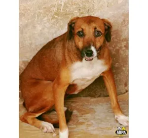 Cachorro raça SRD idade 5 anos nome Dentinho