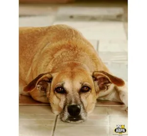 Cachorro raça SRD idade 5 anos nome Fabíola