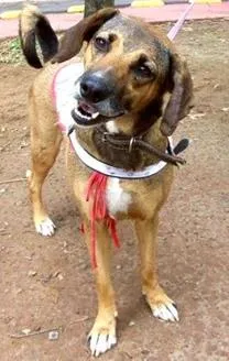 Cachorro raça SRD idade 5 anos nome Fani