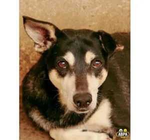 Cachorro raça SRD idade 5 anos nome Gilberto