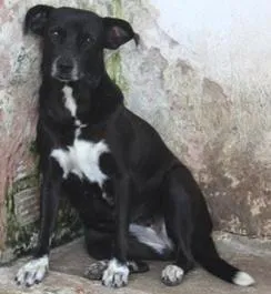 Cachorro raça SRD idade 6 ou mais anos nome Joana