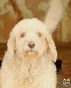 Cachorro raça SRD idade 5 anos nome André Luiz