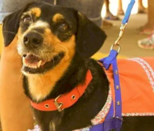 Cachorro raça SRD idade 4 anos nome Cleyde