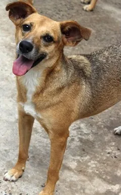 Cachorro raça SRD idade 5 anos nome Felícia