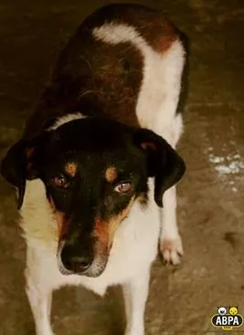 Cachorro raça SRD idade 6 ou mais anos nome Filó
