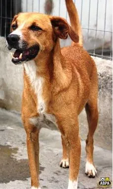 Cachorro raça SRD idade 4 anos nome Joaquina