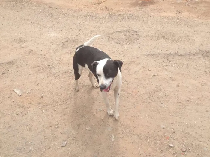 Cachorro ra a SRD idade 3 anos nome Pintado