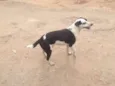 Pintado