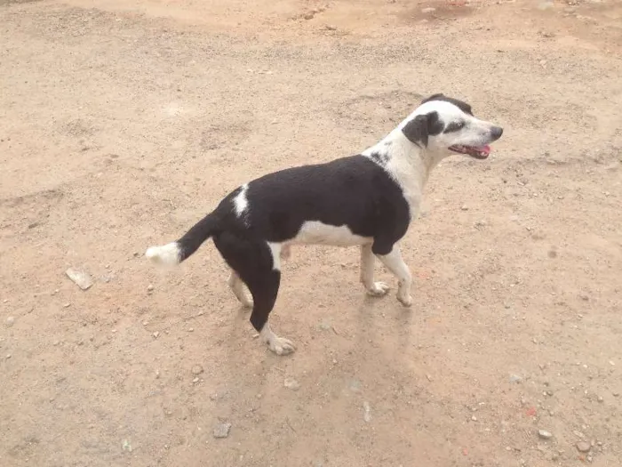 Cachorro ra a SRD idade 3 anos nome Pintado