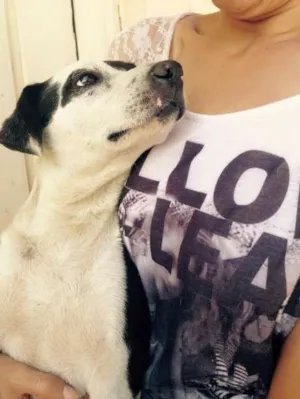 Cachorro raça SRD idade 3 anos nome Pintado