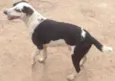 Pintado
