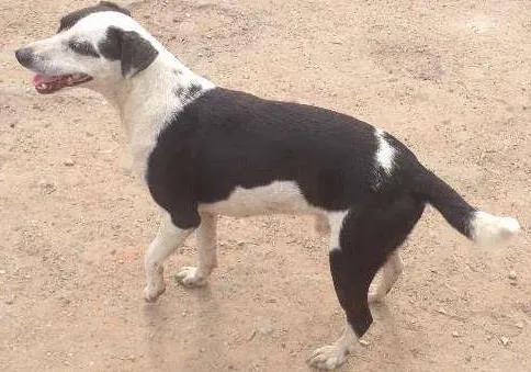 Cachorro ra a SRD idade 3 anos nome Pintado