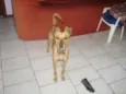Miucha
