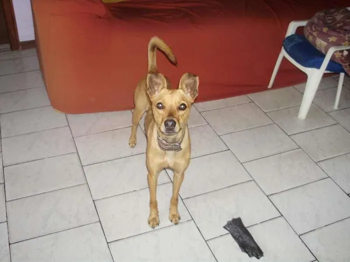 Cachorro ra a Pinscher idade 2 anos nome Miucha
