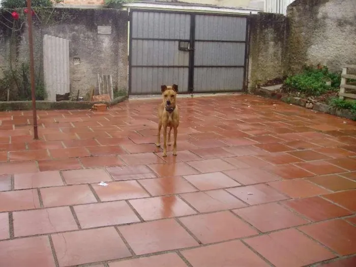Cachorro ra a Pinscher idade 2 anos nome Miucha
