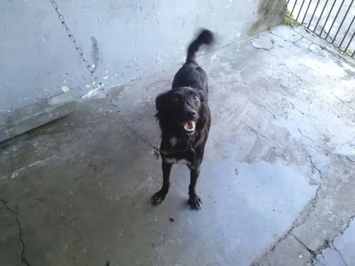 Cachorro ra a Viralata  idade 1 ano nome Melissa