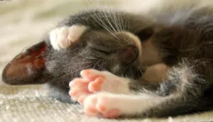 Gato raça - idade Abaixo de 2 meses nome -