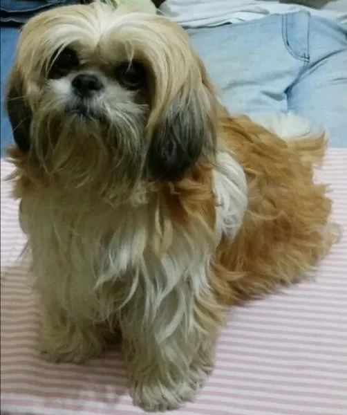 Cachorro ra a Shih tzu idade 5 anos nome Maytê GRATIFICA