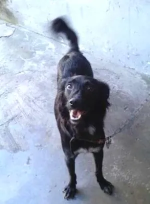 Cachorro raça Viralata  idade 1 ano nome Melissa
