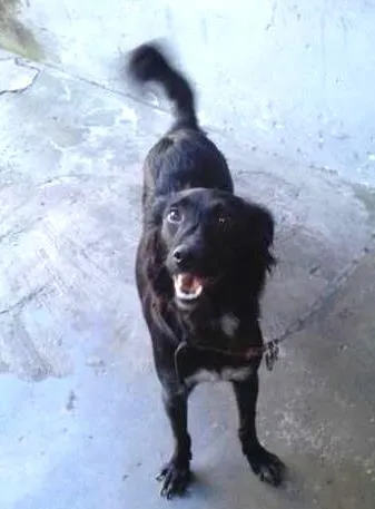 Cachorro ra a Viralata  idade 1 ano nome Melissa