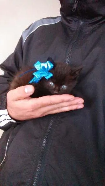 Gato raça  idade Abaixo de 2 meses nome THOR