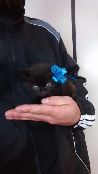 Gato raça  idade Abaixo de 2 meses nome THOR
