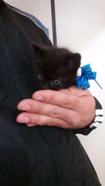 Gato raça  idade Abaixo de 2 meses nome THOR