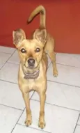 Miucha