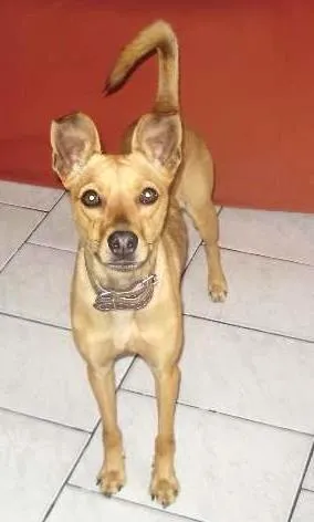 Cachorro ra a Pinscher idade 2 anos nome Miucha