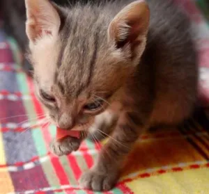 Gato raça - idade Abaixo de 2 meses nome -