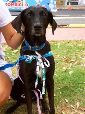 Cachorro raça SRD idade 4 anos nome Luiza