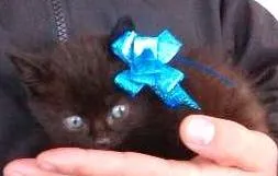 Gato raça  idade Abaixo de 2 meses nome THOR
