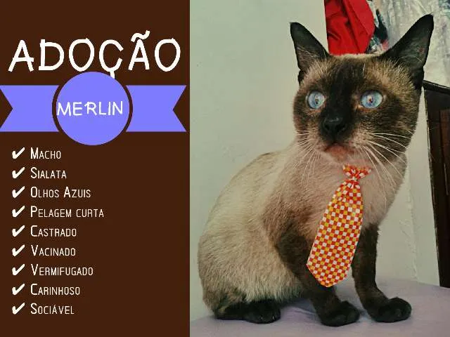Gato raça Sialata idade  nome Merlin