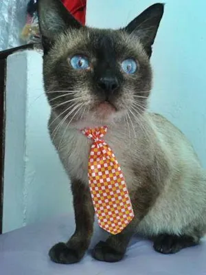Gato raça Sialata idade  nome Merlin