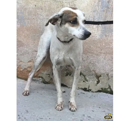 Cachorro raça SRD idade 5 anos nome Júlia