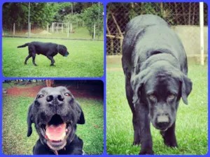 Cachorro raça Labrador idade 5 anos nome Scott